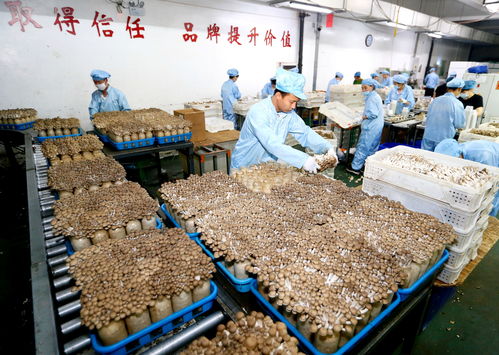 青島即墨區(qū) 生物科技驅(qū)動工廠化食用菌栽培，暢銷海外市場