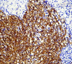 廣州深達生物制品技術 創新驅動，引領生物科技新未來